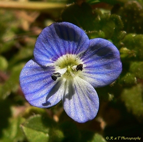 {Veronica persica}